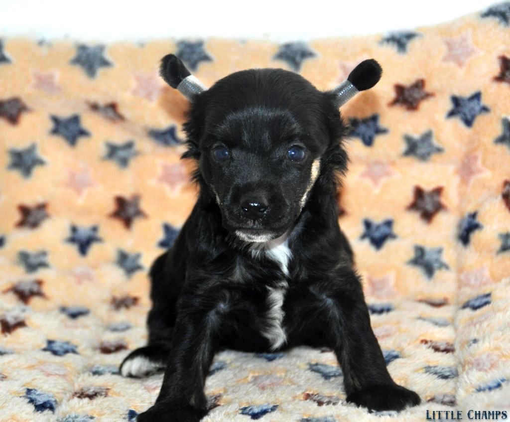Little Champs - Chiots disponibles - Chien chinois à crête