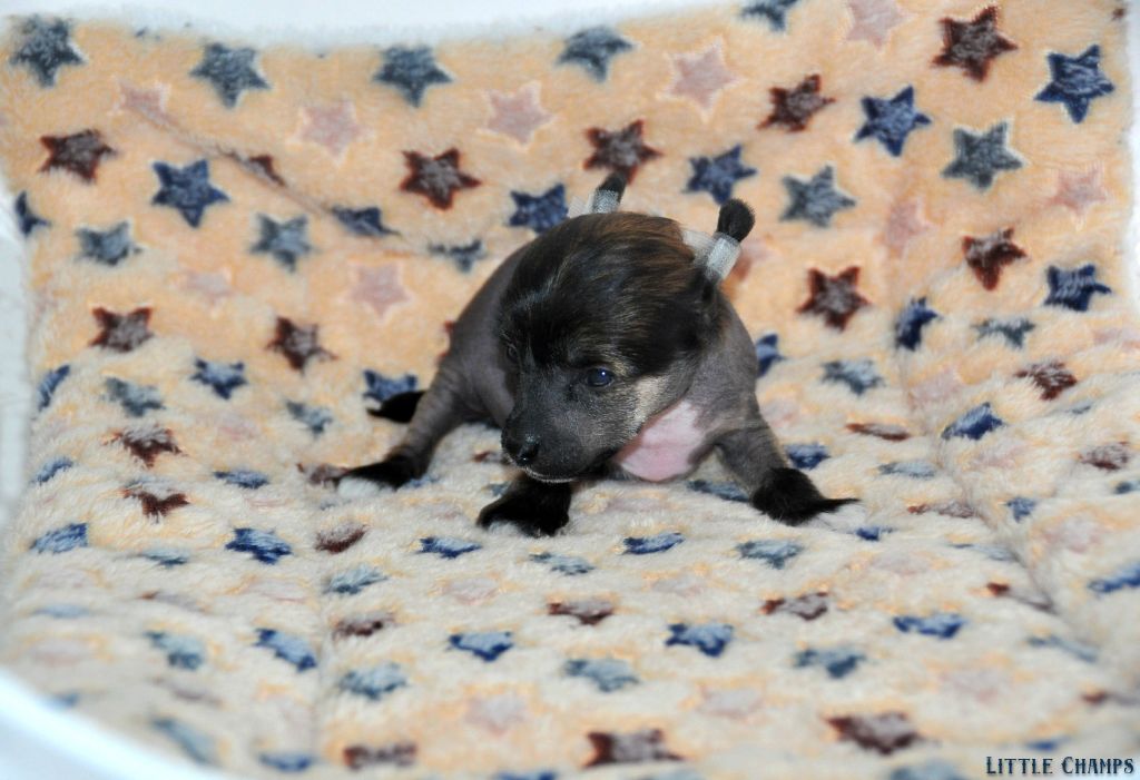 Little Champs - Chiots disponibles - Chien chinois à crête