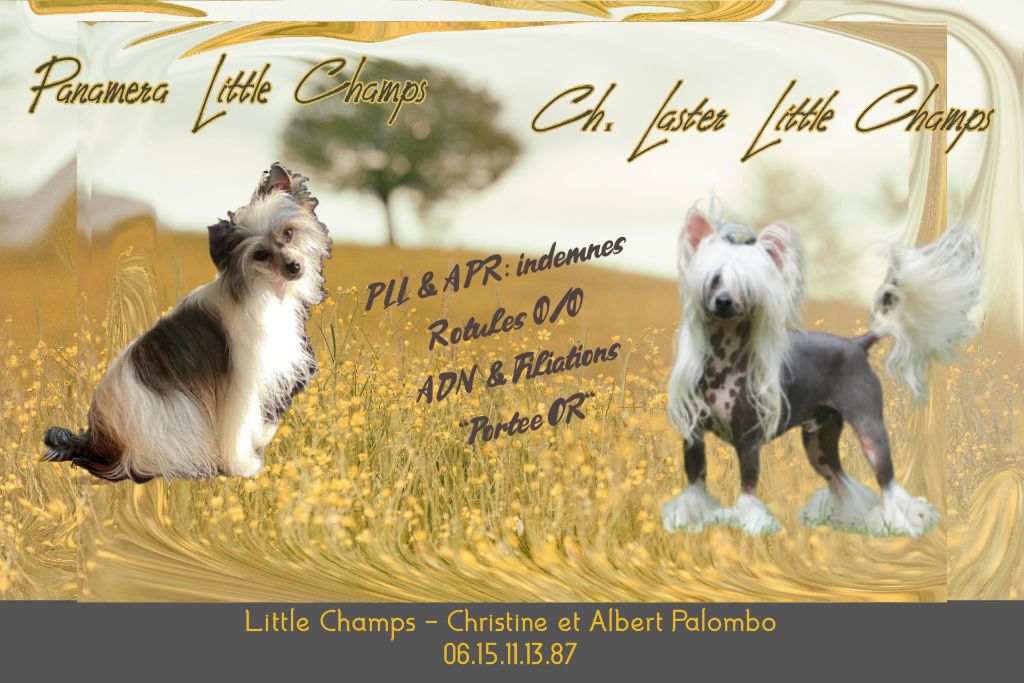 Chiot Chien chinois à crête Little Champs