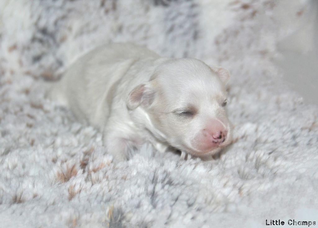 Little Champs - Chiots disponibles - Chien chinois à crête