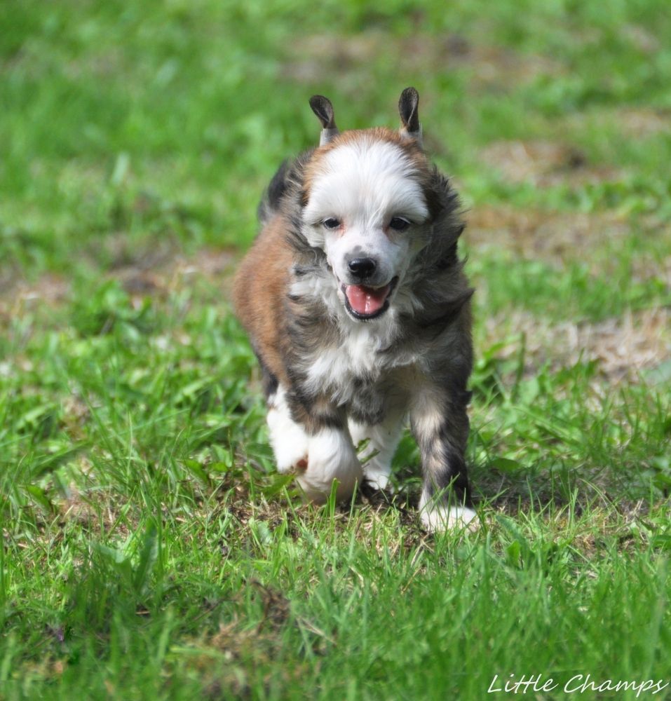 Little Champs - Chien chinois à crête - Portée née le 30/07/2020