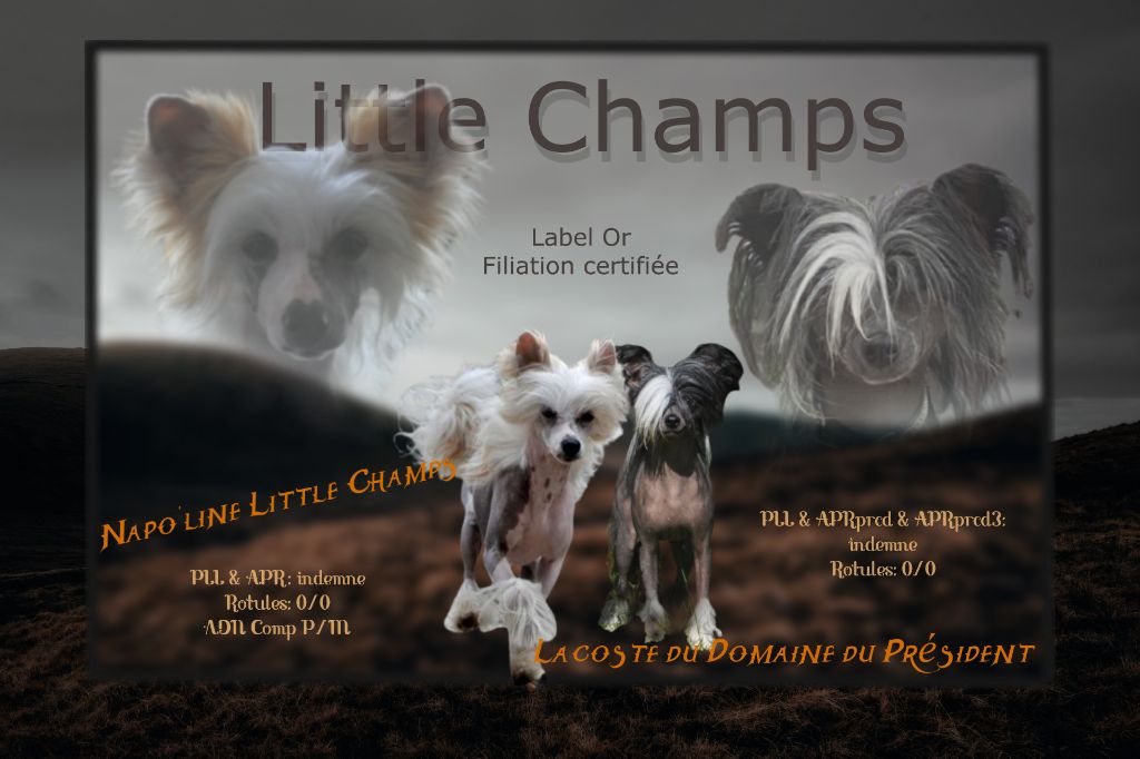 Little Champs - Chien chinois à crête - Portée née le 16/01/2023