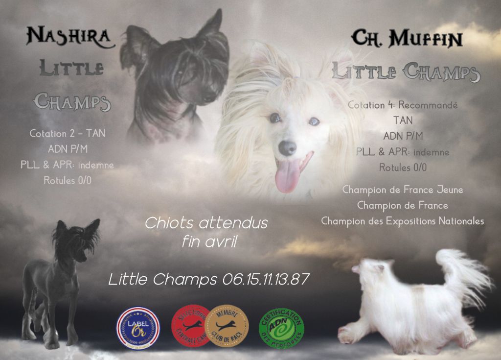 Little Champs - Chien chinois à crête - Portée née le 25/04/2023