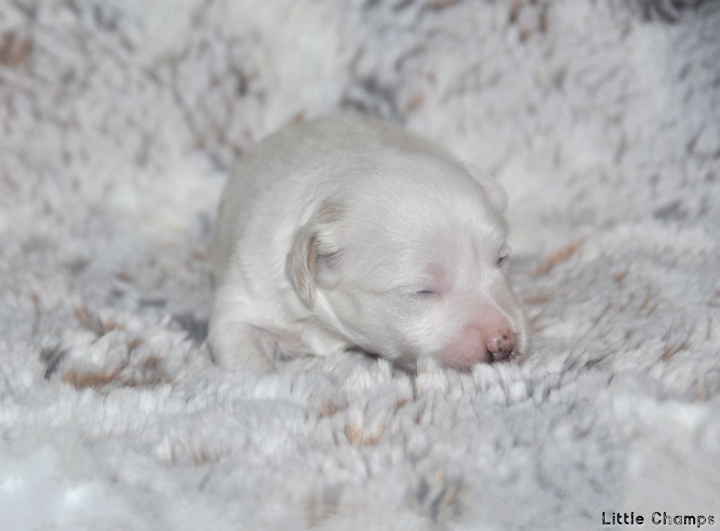 Little Champs - Chiots disponibles - Chien chinois à crête