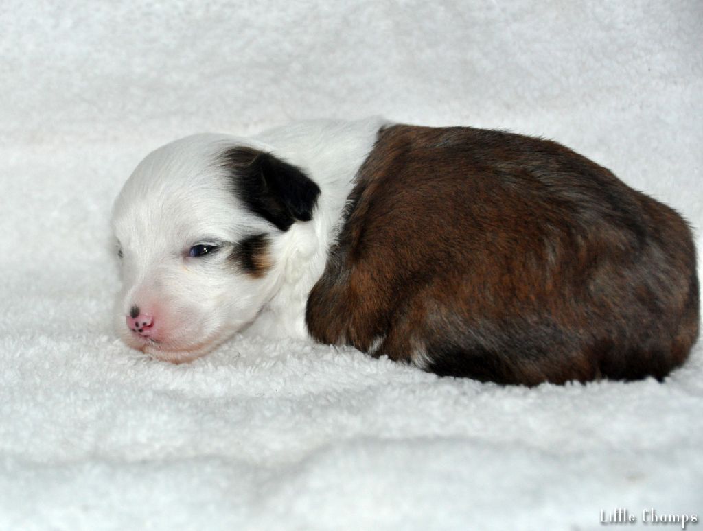 Little Champs - Chiots disponibles - Chien chinois à crête