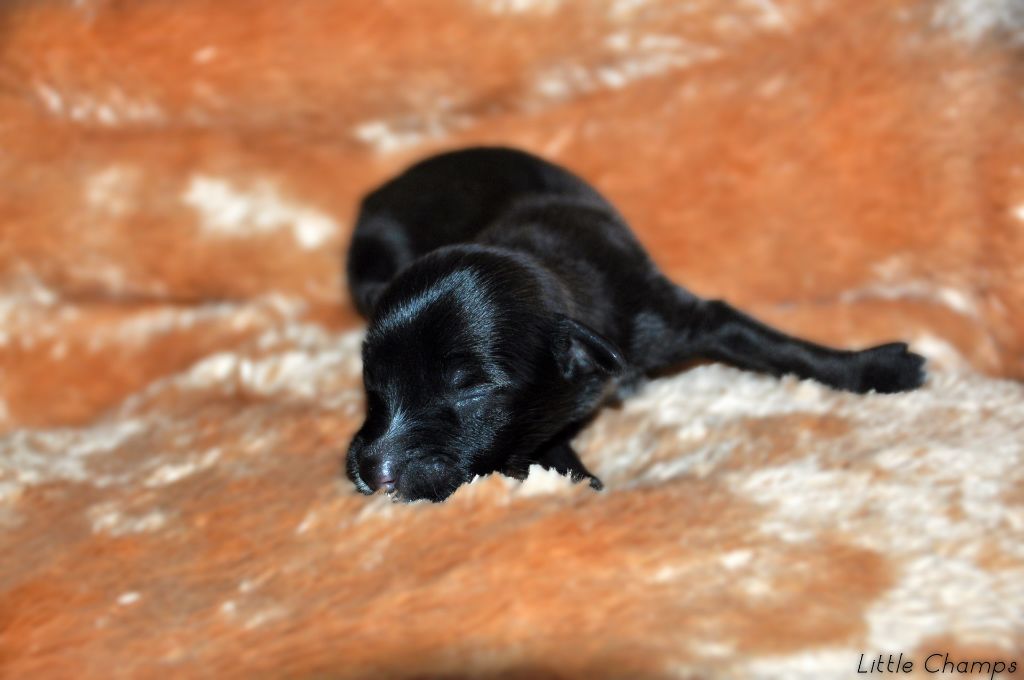 Little Champs - Chiots disponibles - Chien chinois à crête