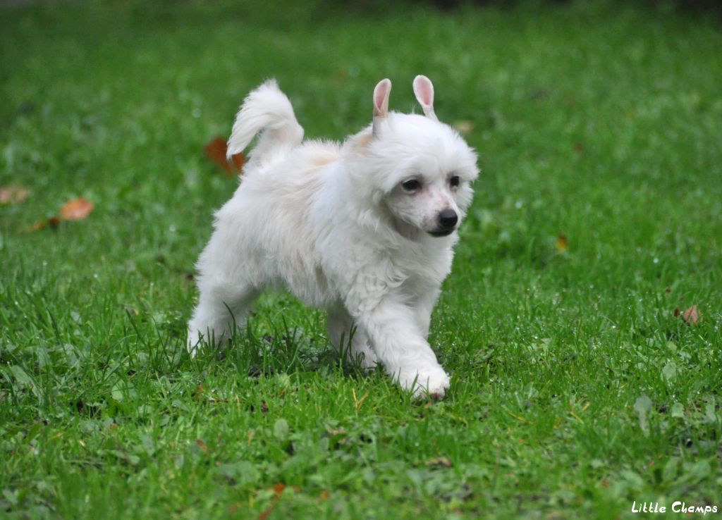 Little Champs - Chiots disponibles - Chien chinois à crête
